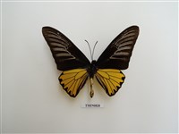 藏品(珠光裳鳳蝶)的圖片